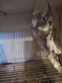 Pappagalli calopsiti