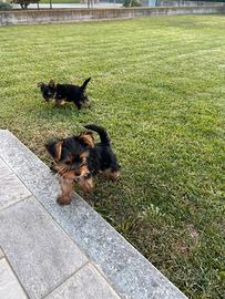 Cuccioli di York shire taglia piccola piccola