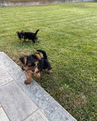 Cuccioli di York shire taglia piccola piccola