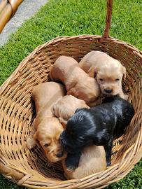 Cuccioli di Cocker Spaniel Inglese