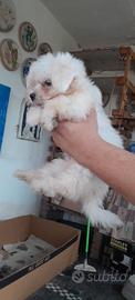 Cuccioli di maltese