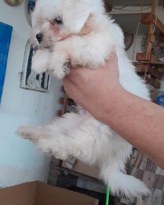 Cuccioli di maltese