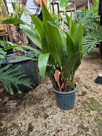Piante di Aspidistra elatior (pianta di piombo)