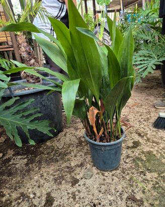 Aspidistra elatior (pianta di piombo)