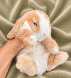 Cucciolo Minilop Occhi Blu 3 mesi