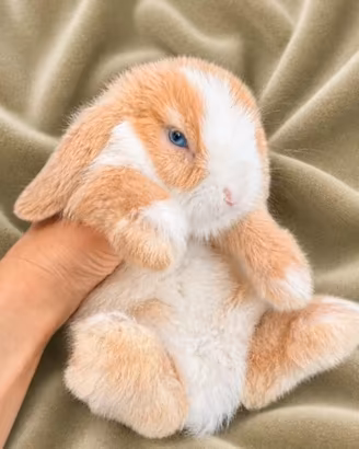 Cucciolo Minilop Occhi Blu 3 mesi