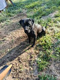 Cane corso femmina