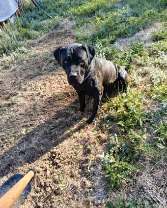 Cane corso femmina