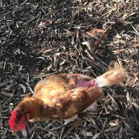 Galline vecchie età 18 mesi