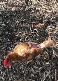 Galline vecchie età 18 mesi