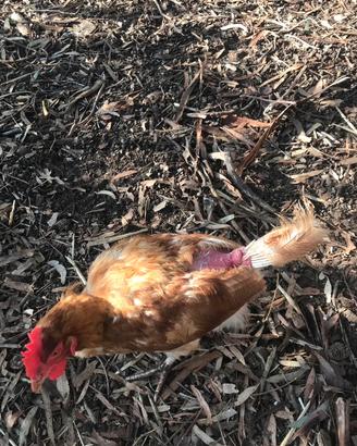 Galline vecchie età 18 mesi