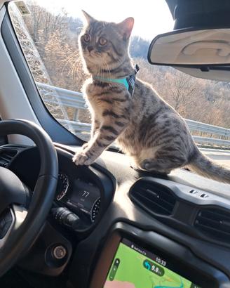 Gatto scottish straight per monta