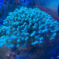 Corallo acquario marino