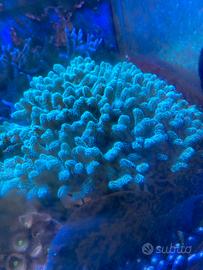 Corallo acquario marino