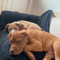 American pitbull terrier