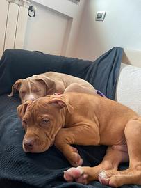 American pitbull terrier