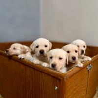 Cuccioli di labrador retriever