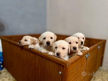 Cuccioli di labrador retriever