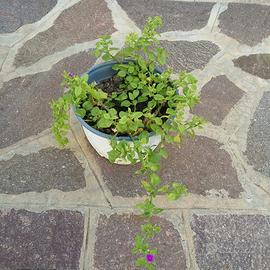 Pianta grassa con fiori fucsia 