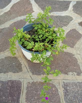 Pianta grassa con fiori fucsia 
