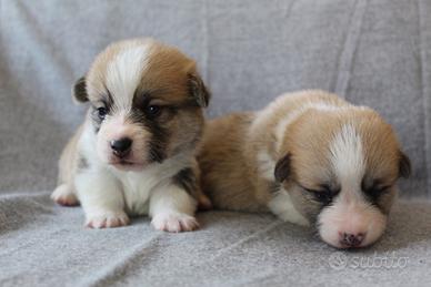 Disponibili cuccioli di razza Welsh Corgi Pembroke