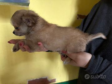 Maschietto chihuahua