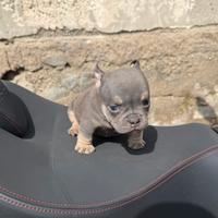 American bully micro