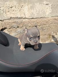 American bully micro