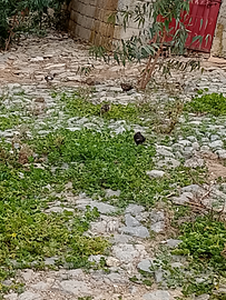 Pulcini nani nostrani