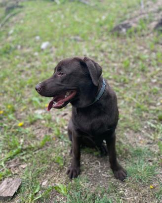 Labrador da tartufo