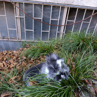 Coniglietti Testa di leone