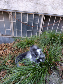 Coniglietti Testa di leone