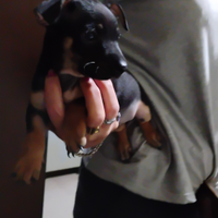 Cucciolo Pinscher