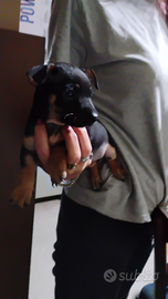 Cucciolo Pinscher