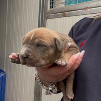 American pitbull terrier Ukc