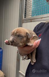 American pitbull terrier Ukc