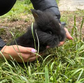 Coniglio testa di leone