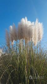 Fiori di Pampas numero 10 pezzi