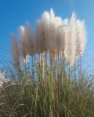 Fiori di Pampas numero 10 pezzi