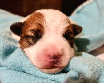 Cuccioli Jack Russell Terrier