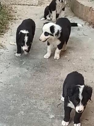 Border collie