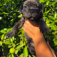 Staffordshire Bull Terrier