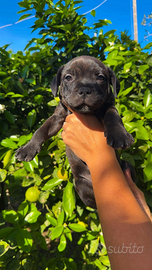 Staffordshire Bull Terrier