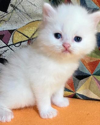 Gattino persiano maschio 