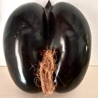 Raro Coco de mer vintage