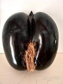 Raro Coco de mer vintage