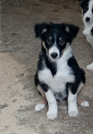 Cucciolo border collie