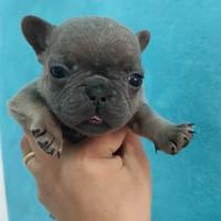 Bulldog francese