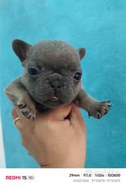 Bulldog francese