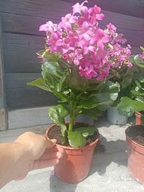 piante kalanchoe